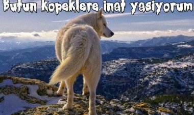 Bazen bir kenara çekilin ve izleyin