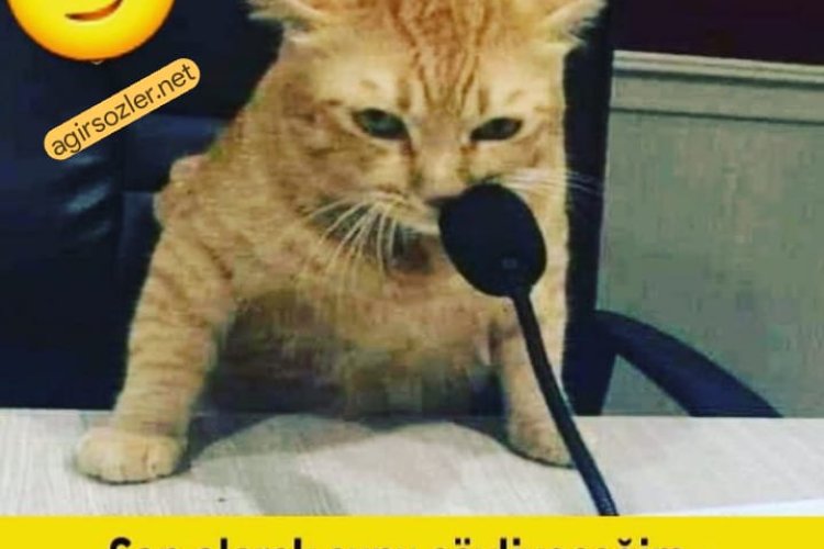 Hiç Biri Kedi DeğiLdi