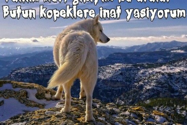 Bazen bir kenara çekilin ve izleyin