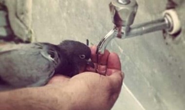 Ey aşk ve merhamet