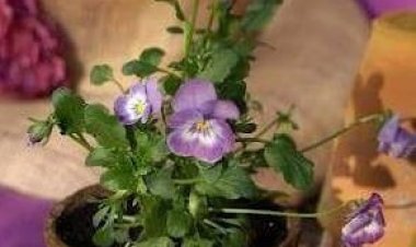 Şu hayatta, Ö Ğ R E N D İ M K İ