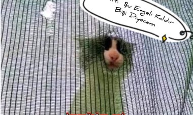 Şıhtt. Sana Diyom