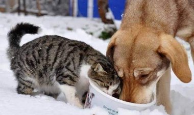 Günaydin CaNcağzım