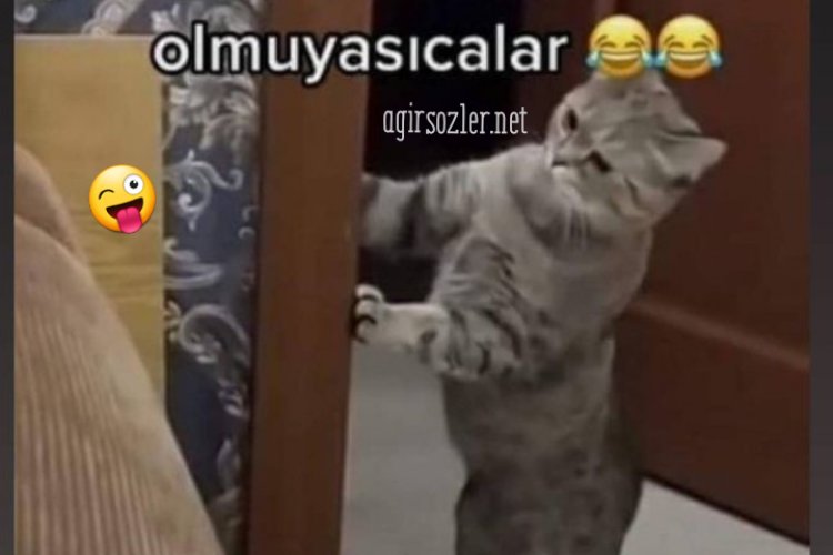Kedili sözleri resimler