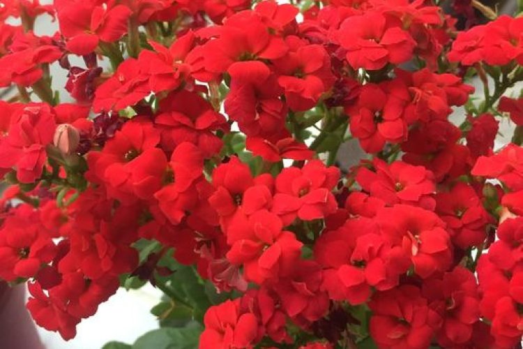 Merhaba çarşamba Mesajı Resimli