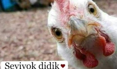 Seviyok Dedik Yaa laa