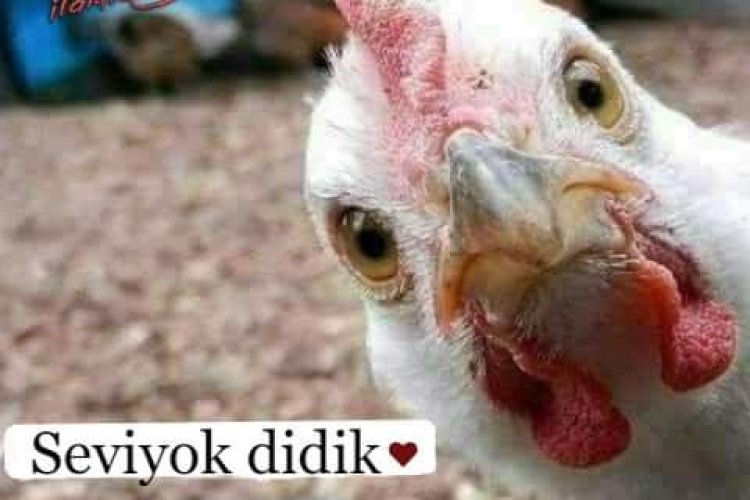 Seviyok Dedik Yaa laa