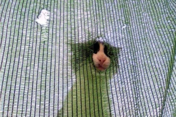 pişşt ordamısınız