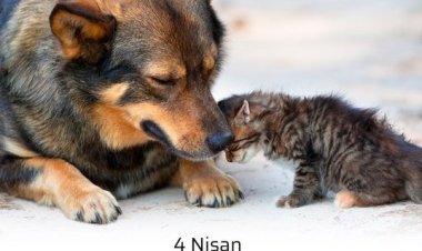 Dünya Sokak Hayvanları Günü