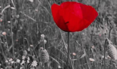 Yitirdiğin her ne ise