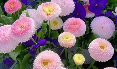 Güzel bir güne huzurla