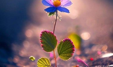 Essalamun Aleykum Hayırlı Cumalar