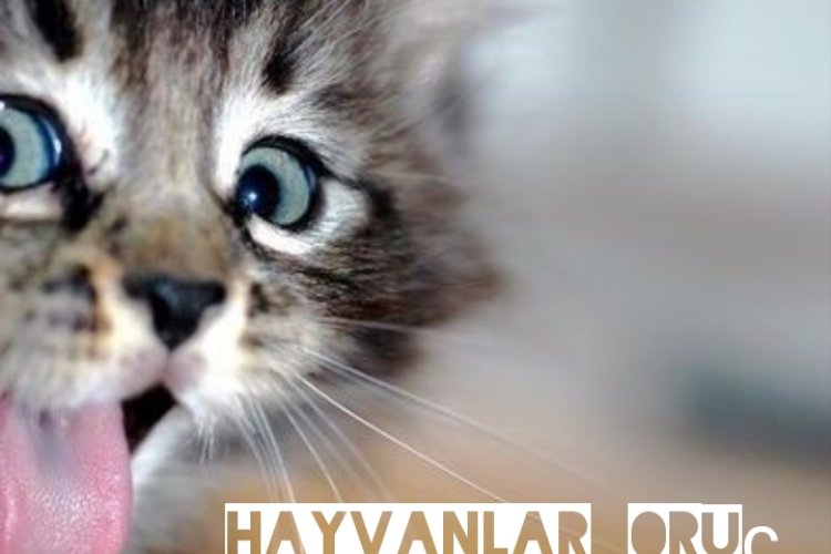 Hayvan lar Oruç Tutarmı..