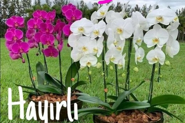 Hayırlı sabahlar, bereketli sahurlar