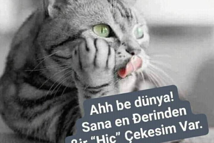 Vurdum duymaz Teyze