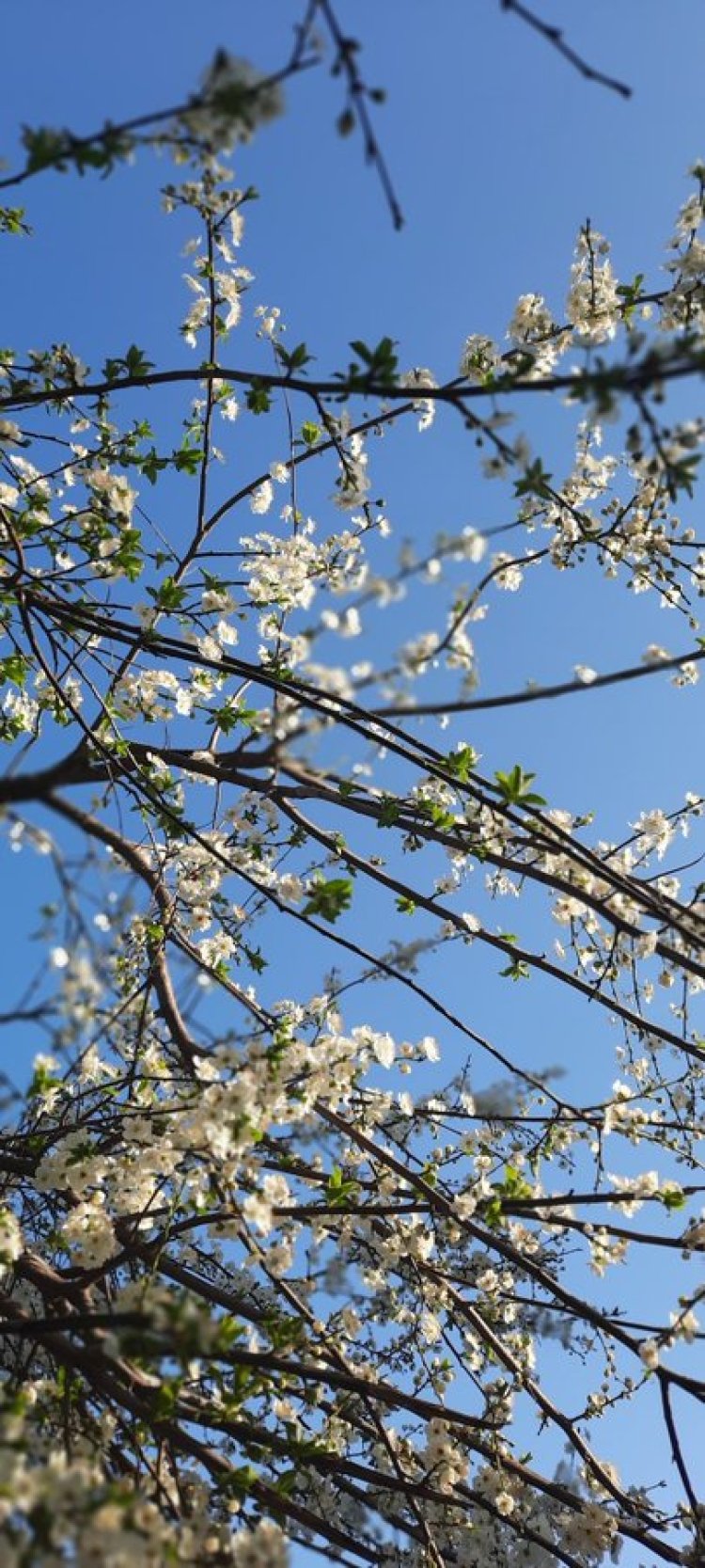 Baharı selamlayan ağaca bak