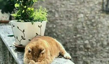 Boşa geçiyor ömür