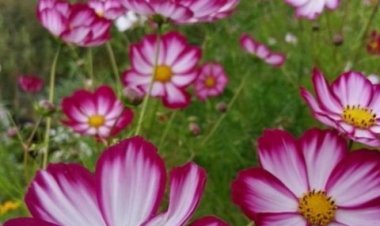 Günaydınlar keyifli sabahlar