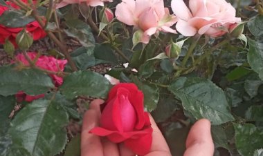 Sabır boyun eğmek değildir