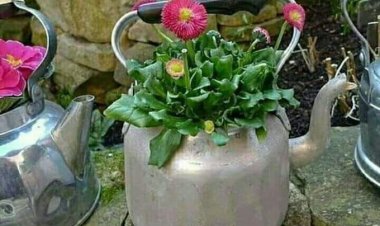 Şansınıza küsün