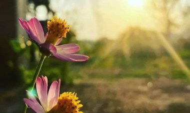 Sabahları uyanıp parıldayan güneşi gördüğümde