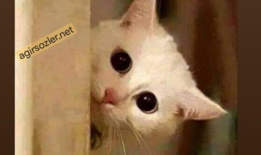 Pişştt Uyandınız Mı