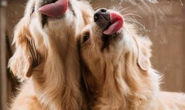 Hayatta mutluluk veren şeyler