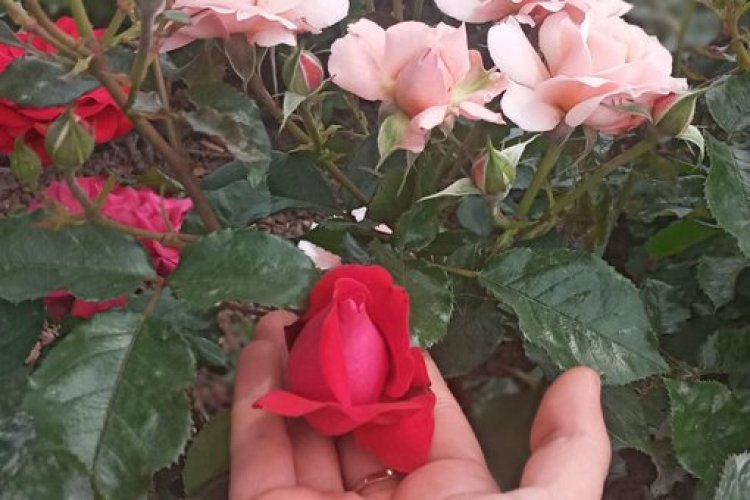 Sabır boyun eğmek değildir