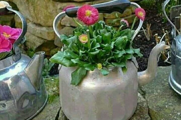 Şansınıza küsün