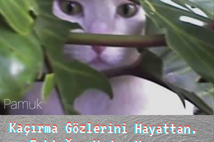 HAyaT ve BaKıŞ