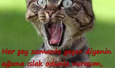 zamanla geçer, kedili komik resimler