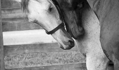 Ölümün ömrü bir gün