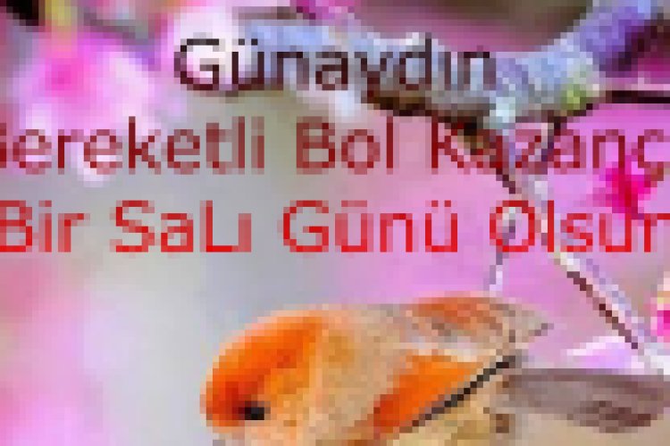 güzel bir salı sabahından günaydın