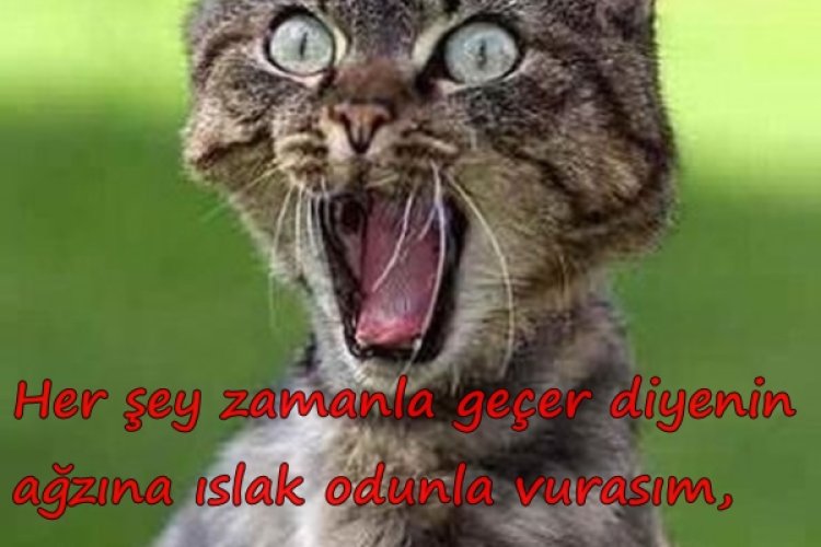 zamanla geçer, kedili komik resimler