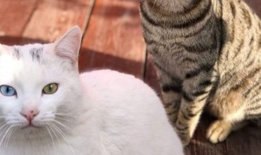 Haydin rastgelsin hayat