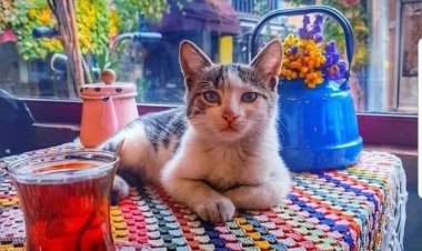 Fazla kurcalamayın hayatı