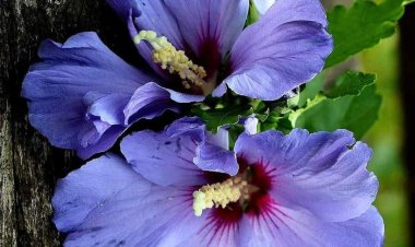 Şifa vereniniz çok olsun