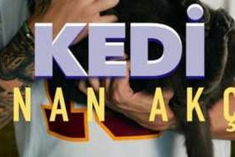 Sinan Akçıl - Kedi