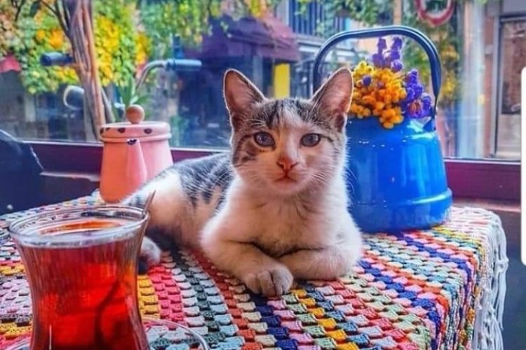 Fazla kurcalamayın hayatı
