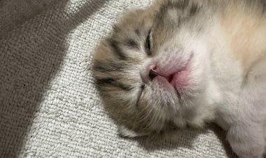 Önemli olan uyanmak değil