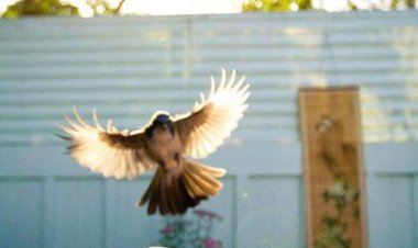 Günaydın Hayırlı Cumalar