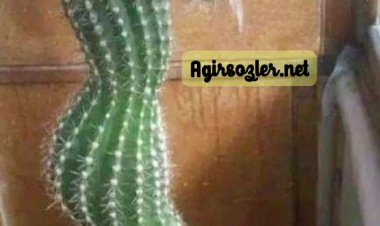 Siz Hangi Bitkisiniz