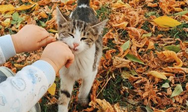 Günaydın sali gün aydi dostlarım