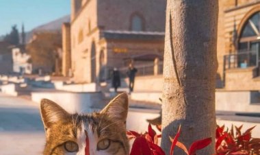 Soğuk ve yağmurlu İstanbul sabahından herkese günaydın