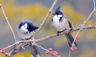 Sen de gülümse bana, günaydın derken hadi