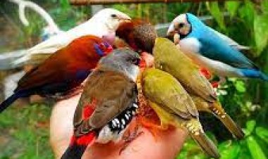 Bugün bir kuş olun sevdiğinizin gökyüzünde