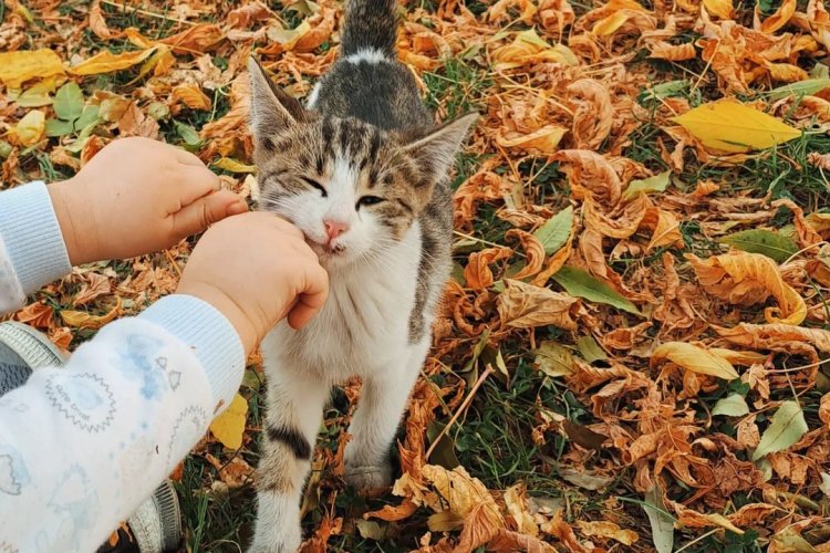 Günaydın sali gün aydi dostlarım