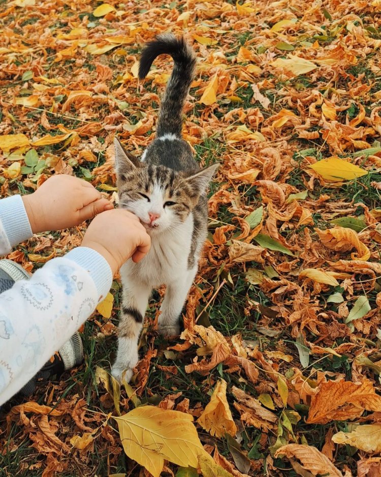 Günaydın sali gün aydi dostlarım