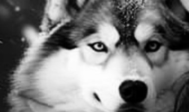 Dinlenecek çok şarkı