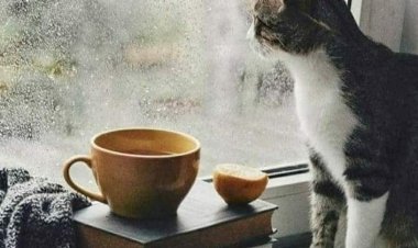 Uzak  Ya da   Yakın Herkes